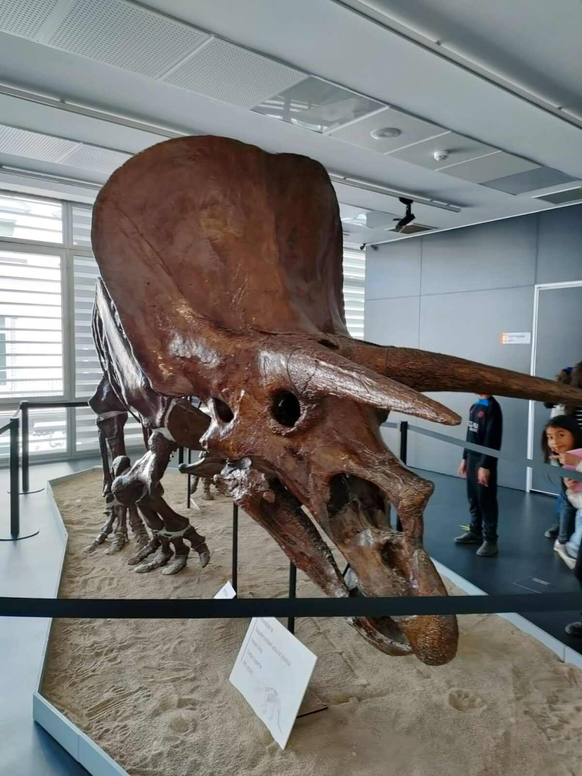 Sortida al Museu Paleontològic de Sabadell